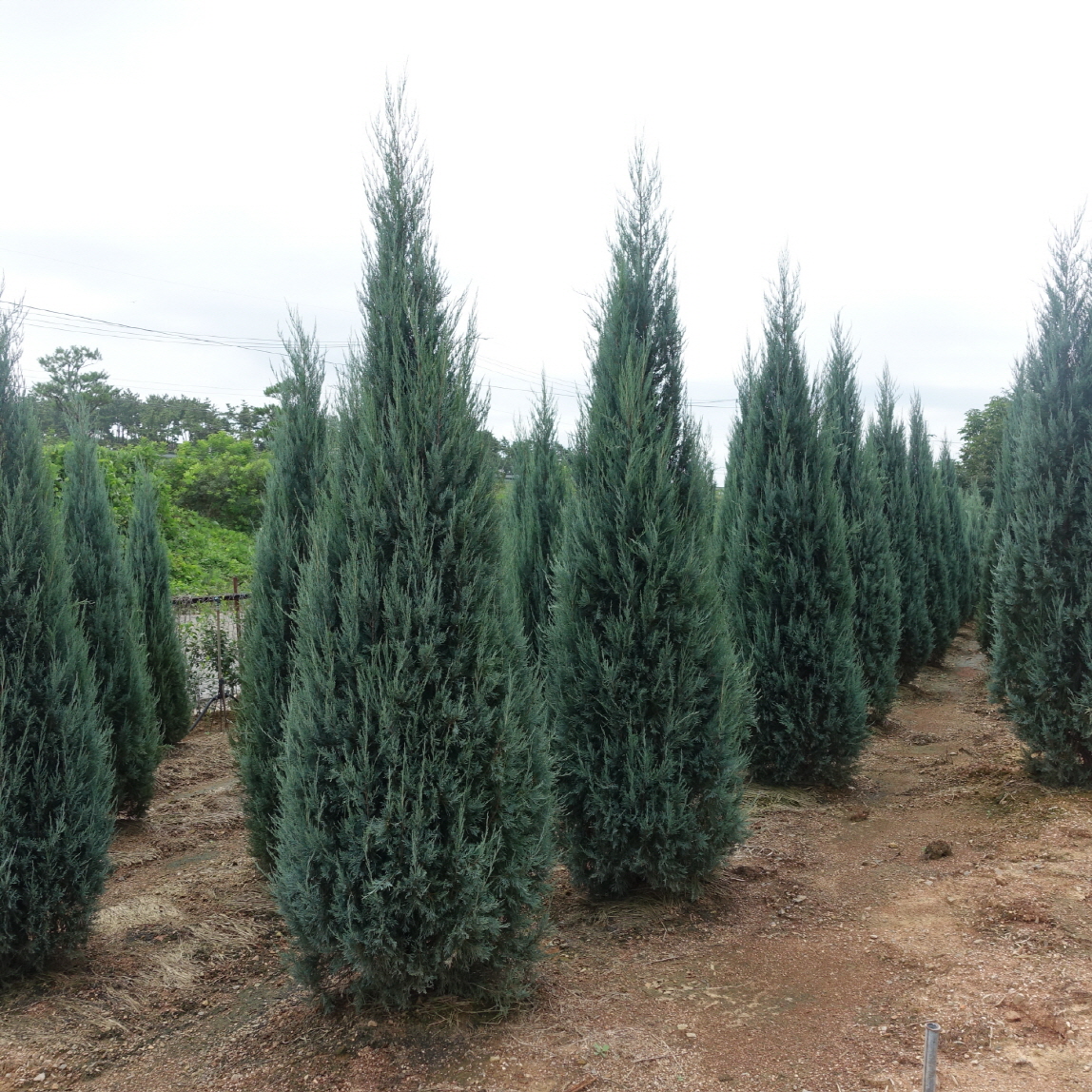 Juniperus scopulorum 'Blue Angel'